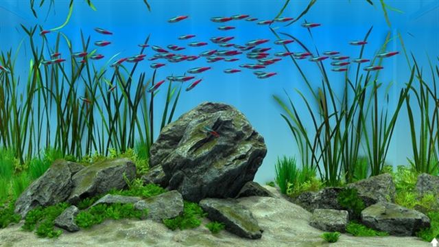 Hình ảnh gameplay Behind Glass Aquarium Simulator v1.1-P2P