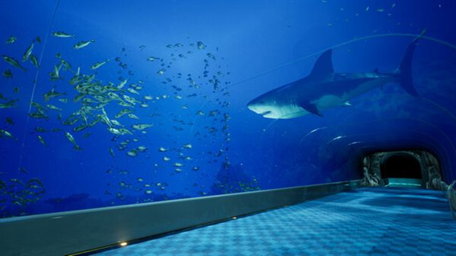 Hình ảnh gameplay Aquarium at August 32nd-TENOKE